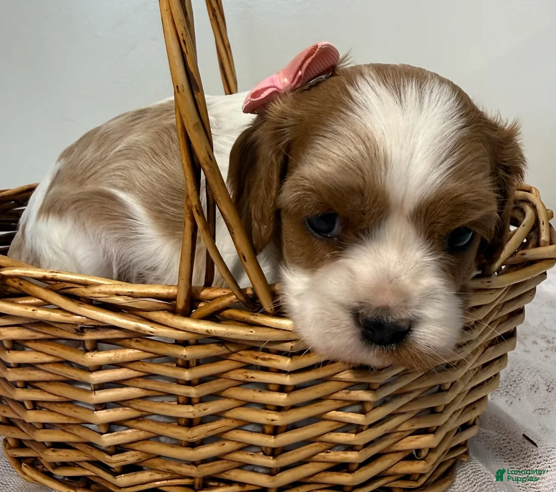 Cavalier King Charles Spaniel dogs for sale: Mandy Cavalier King Charles Spaniel  - Ad 2