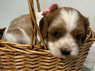 Cavalier King Charles Spaniel dogs Mandy Cavalier King Charles Spaniel - Ad 2