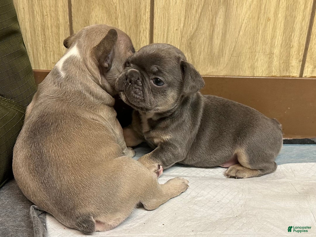 French Bulldog dogs for sale: Boss - Ad 3