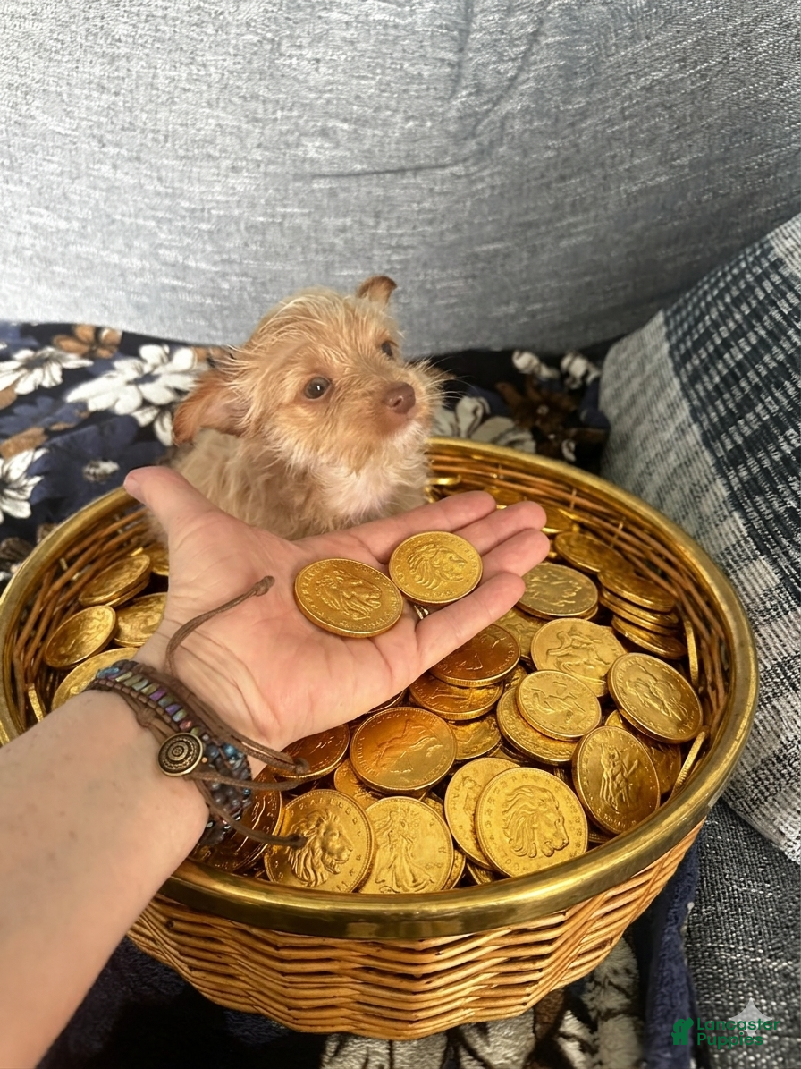 Yorkshire Terrier dogs AKC Bijou  - Ad 1