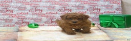 Goldendoodle dogs for sale: Mini Ginger - Ad 4