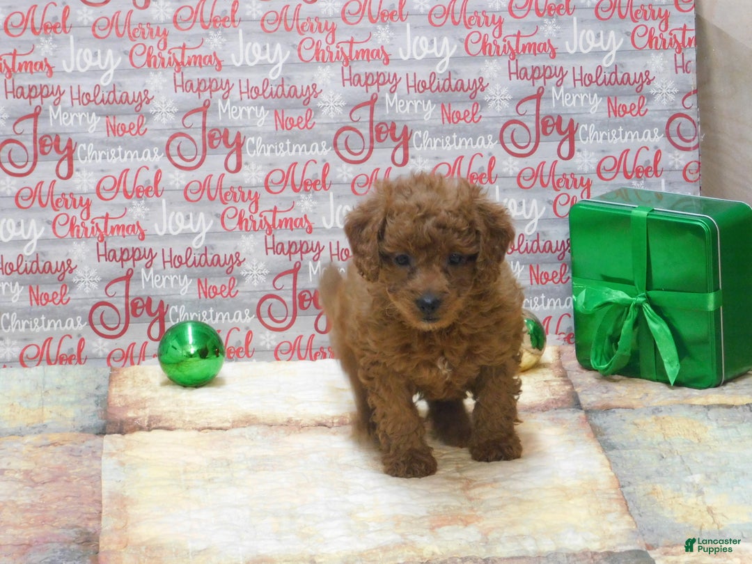 Goldendoodle dogs for sale: Mini Ginger - Ad 4