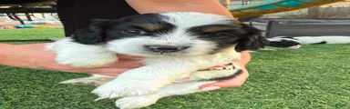 Puppy