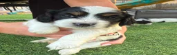 Mixed Breed dogs for sale: Puppy - Ad 1