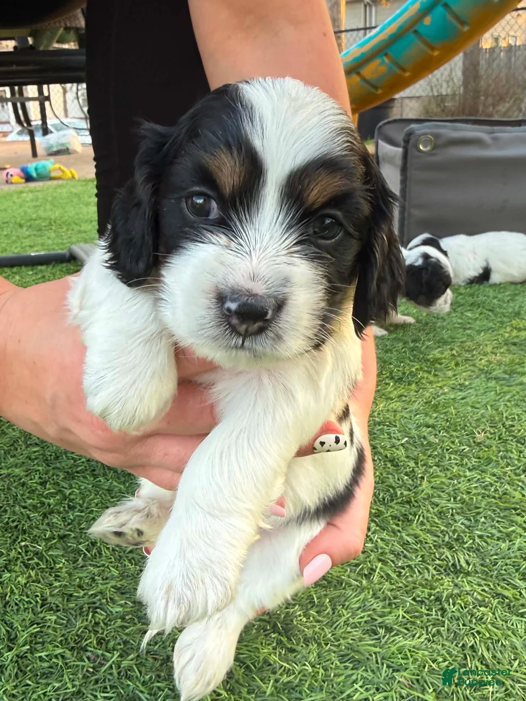 Mixed Breed dogs for sale: Puppy - Ad 1