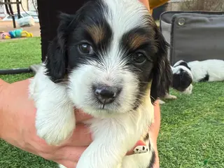 Mixed Breed dogs for sale: Puppy - Ad 1