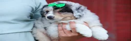 Miniature Australian Shepherd dogs for sale: LANDON [ new pictures] - Ad 19