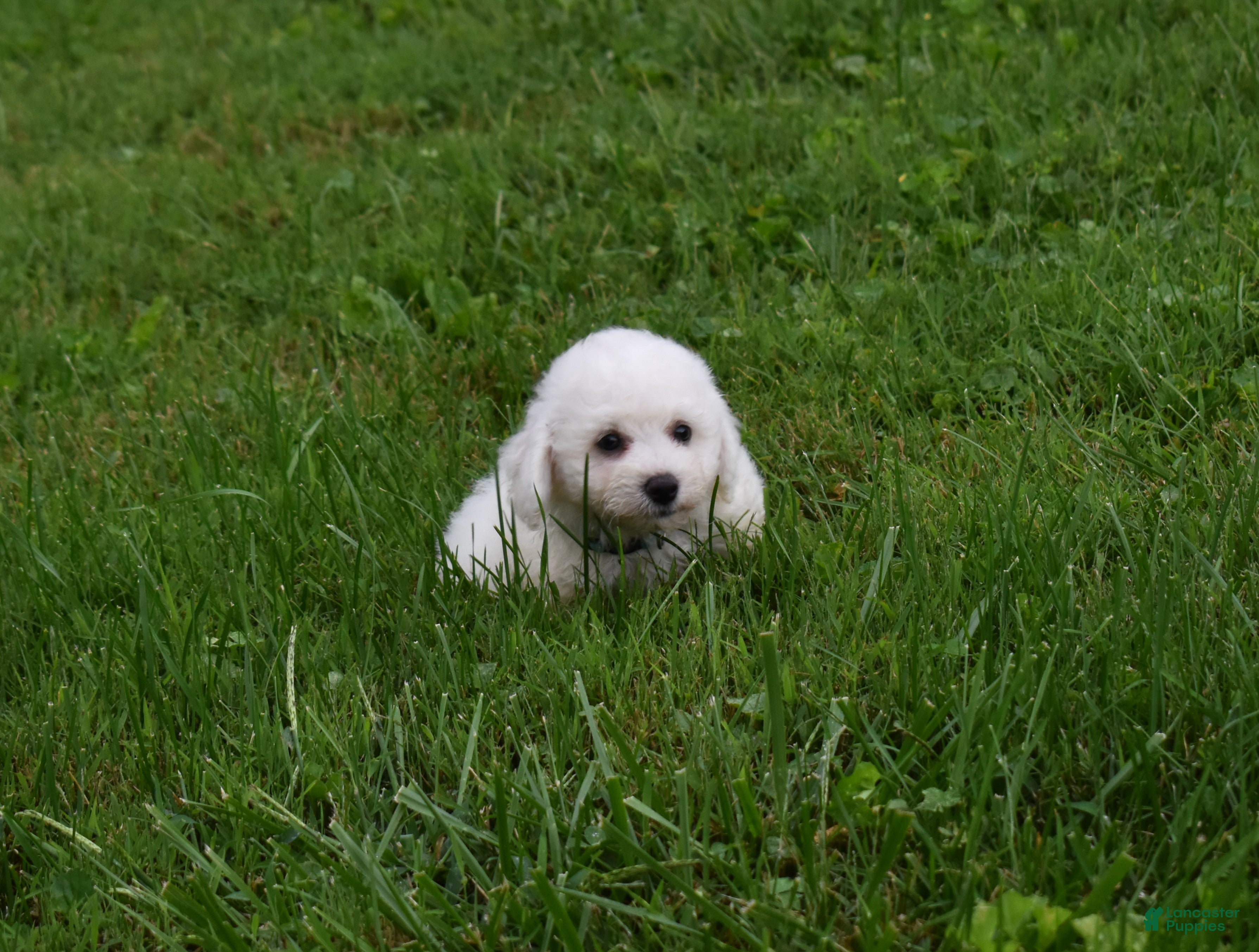 Bichon Frise dogs Travis 🐾 - Ad 2
