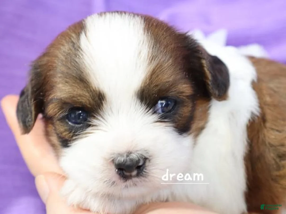 Mixed Breed dogs for sale: Loveda - Ad 1