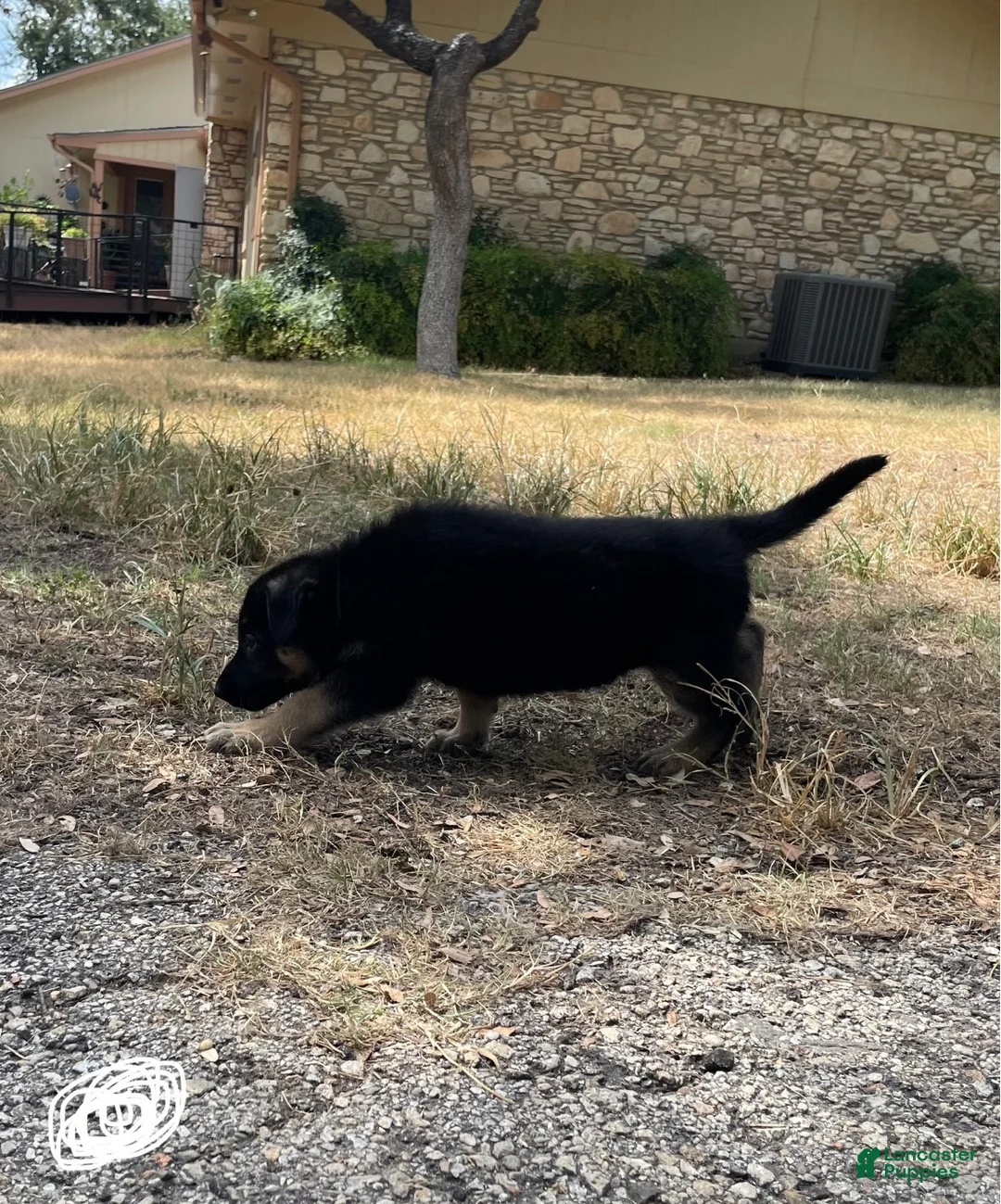 German Shepherd dogs for sale: White - Ad 1