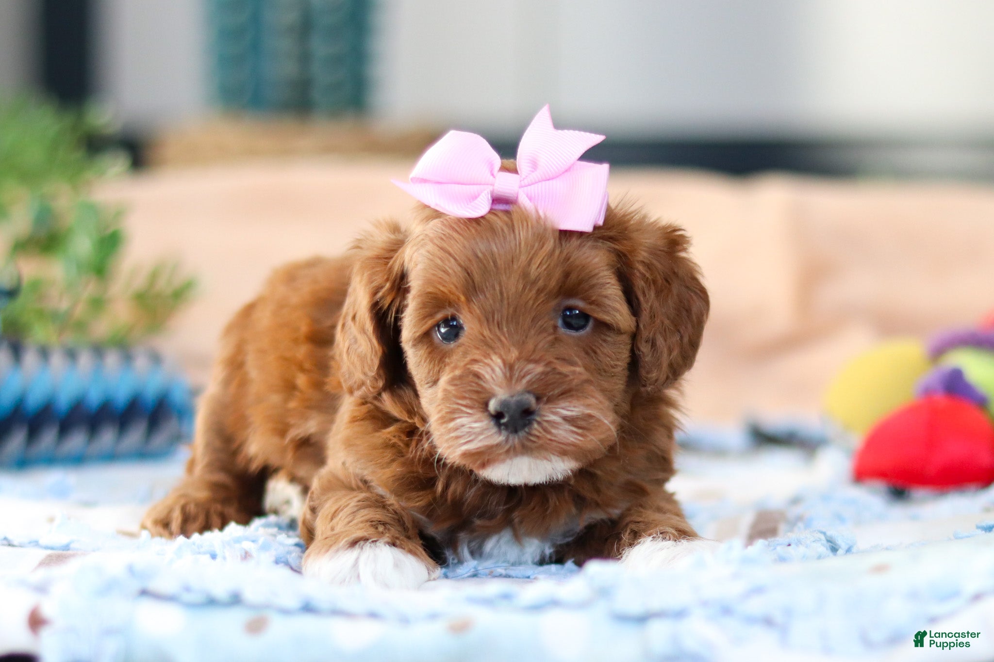 Cavapoo dogs Amber - Ad 1