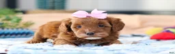 Cavapoo dogs for sale: Amber - Ad 1