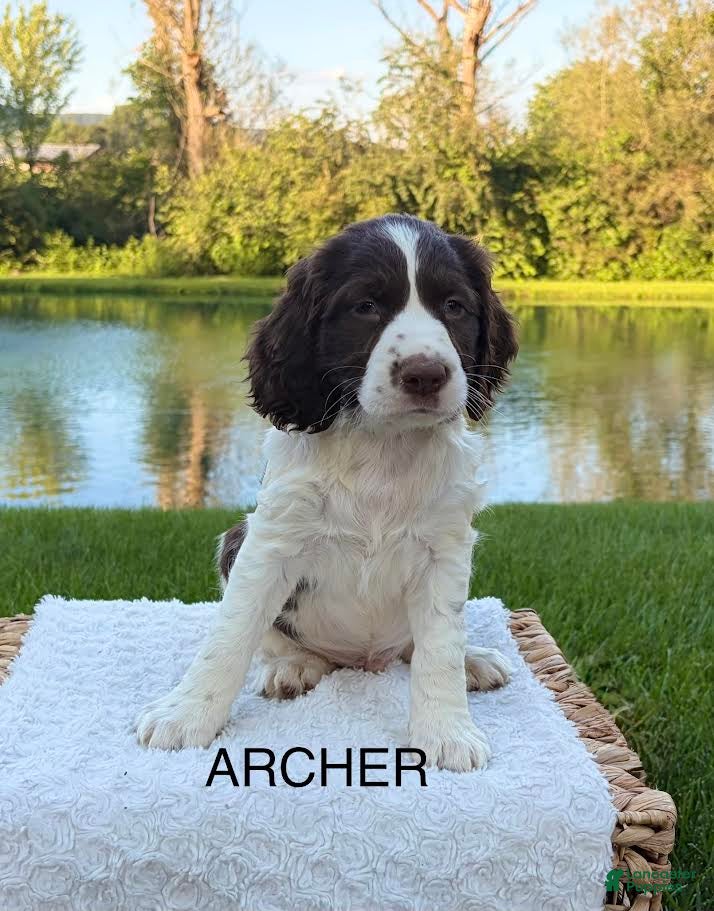 English Springer Spaniel dogs Archer - Ad 6