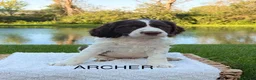 English Springer Spaniel dogs for sale: Archer - Ad 1