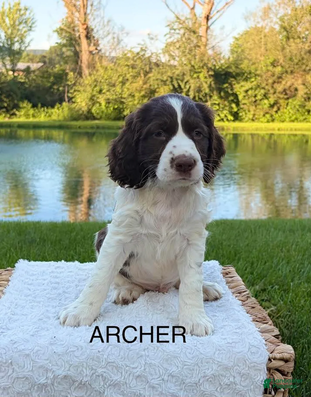 English Springer Spaniel dogs for sale: Archer - Ad 1