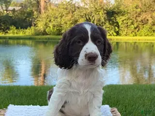 English Springer Spaniel dogs Archer - Ad 6