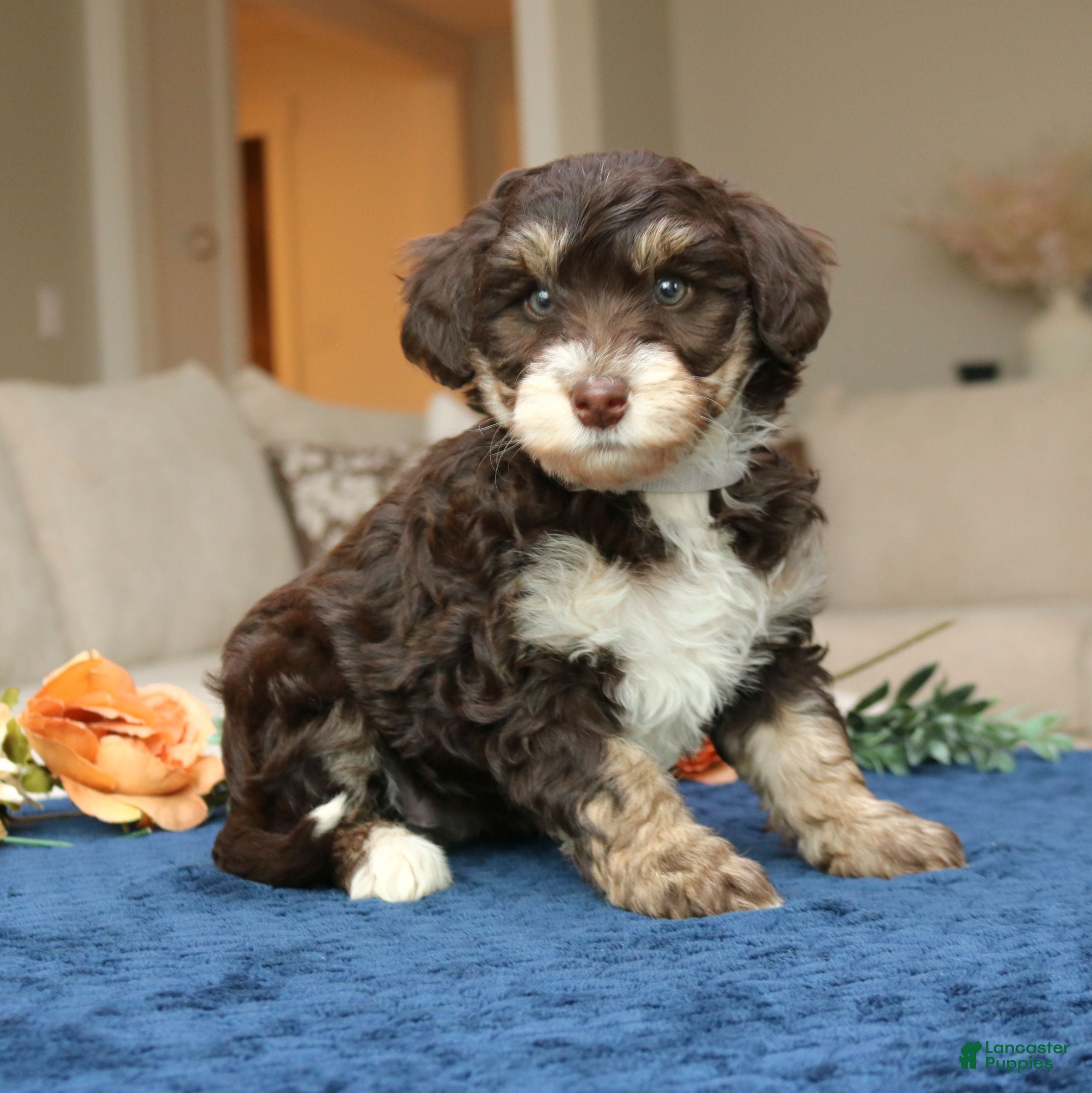 Mini Bernedoodle dogs Destiny  - Ad 1