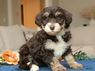 Mini Bernedoodle dogs for sale: Destiny - Ad 3
