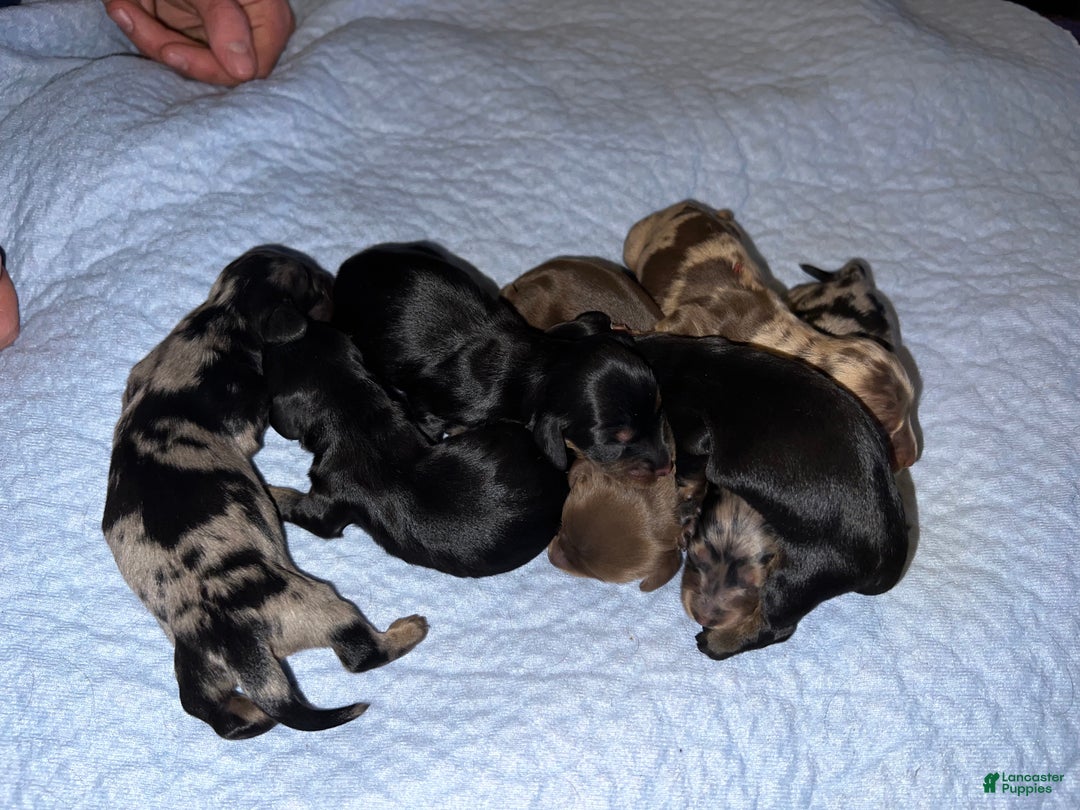 Dachshund dogs for sale: Black and tan standard long coat - Ad 1