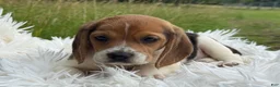 Beagle dogs for sale: Addie - Ad 4