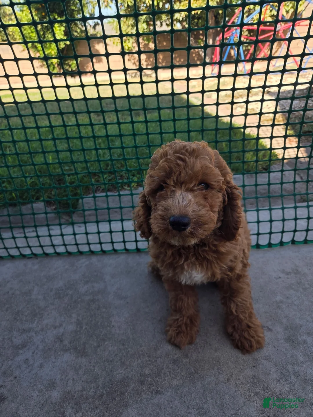 Toy Poodle dogs for sale: Toy Poodle 1 - Ad 2