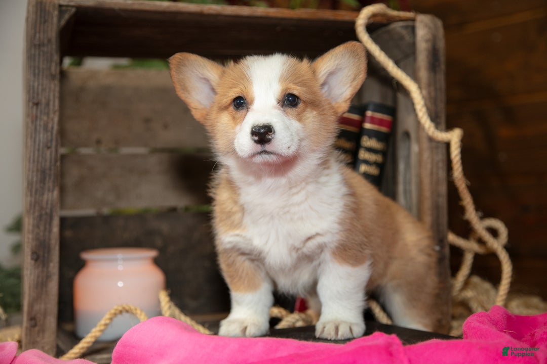 Welsh Corgi Pembroke dogs for sale: Emma - Ad 1