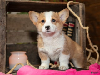 Welsh Corgi Pembroke dogs Emma - Ad 21