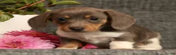 Miniature Dachshund dogs for sale: Andy - Ad 2