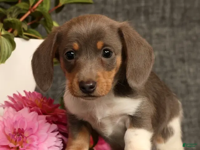 Miniature Dachshund dogs for sale: Andy - Ad 1
