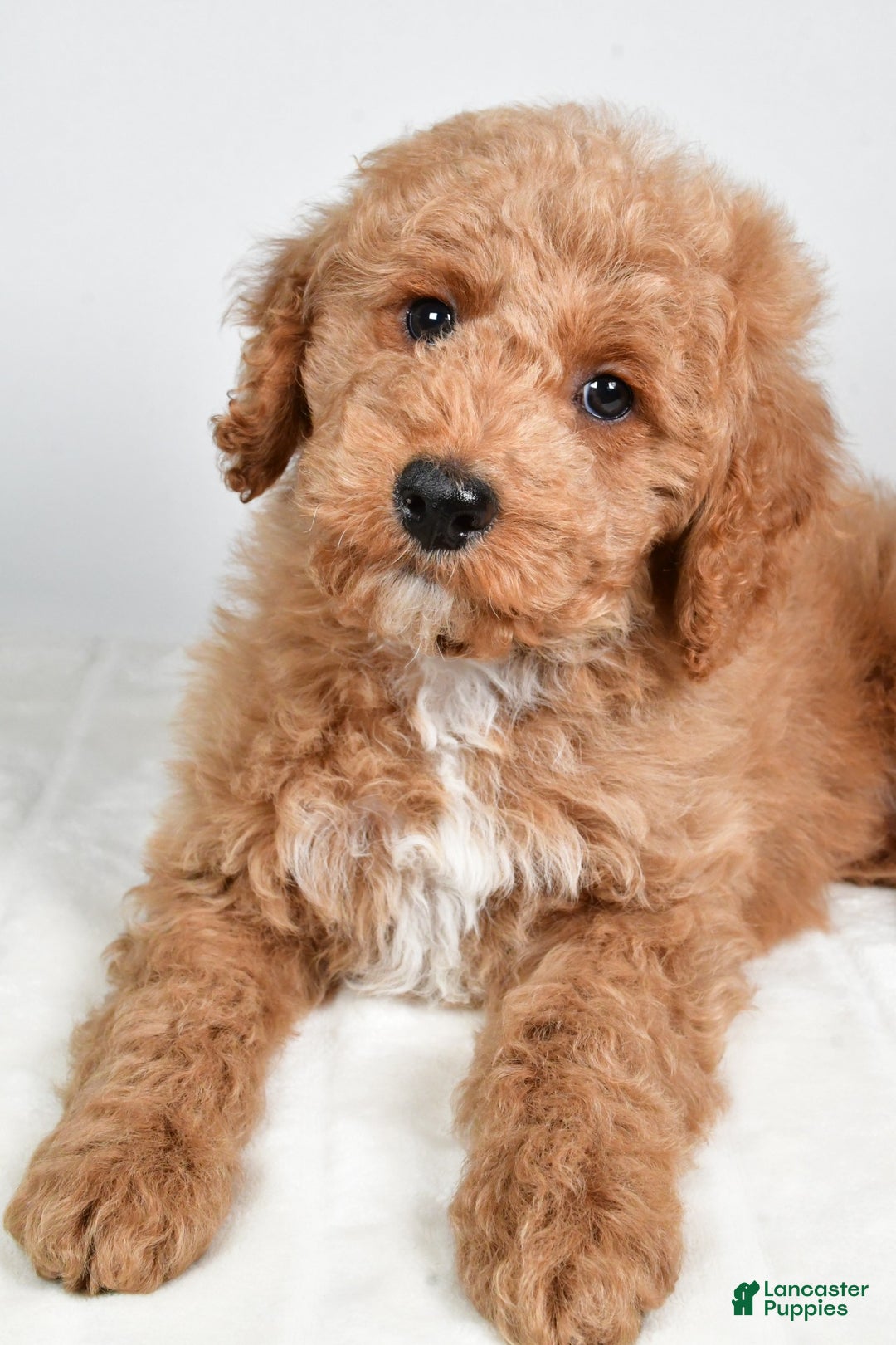 Cockapoo dogs for sale: dallas - Ad 7