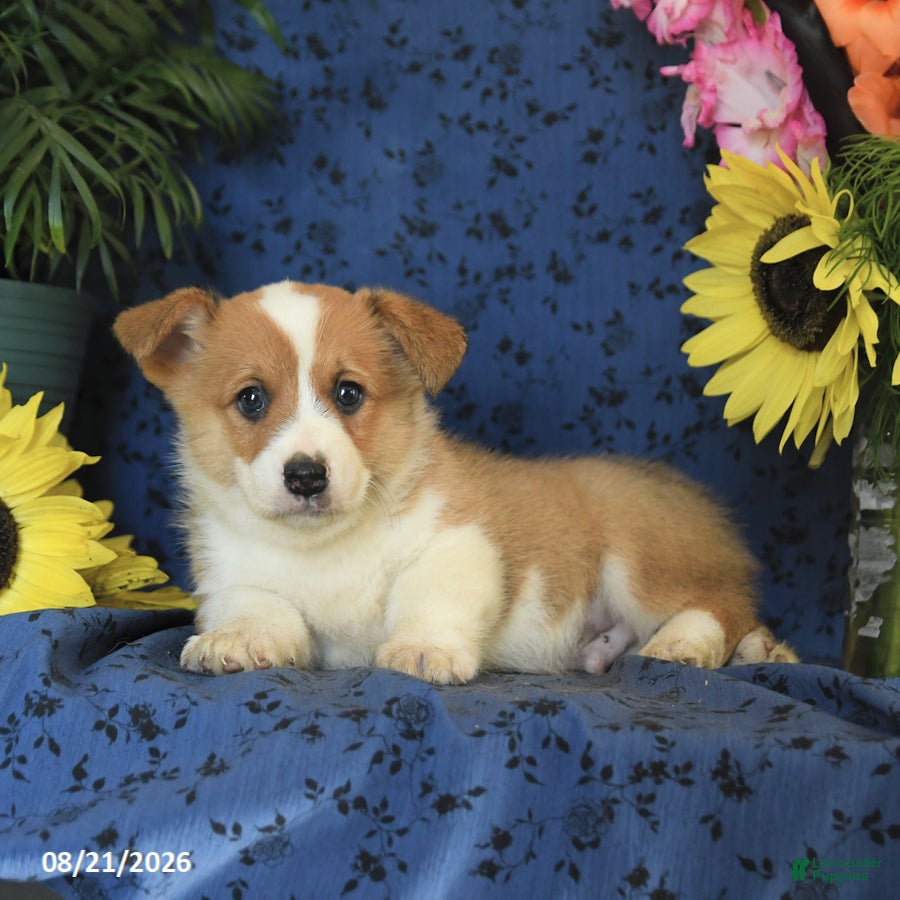 Welsh Corgi Pembroke dogs Grayson - Ad 2