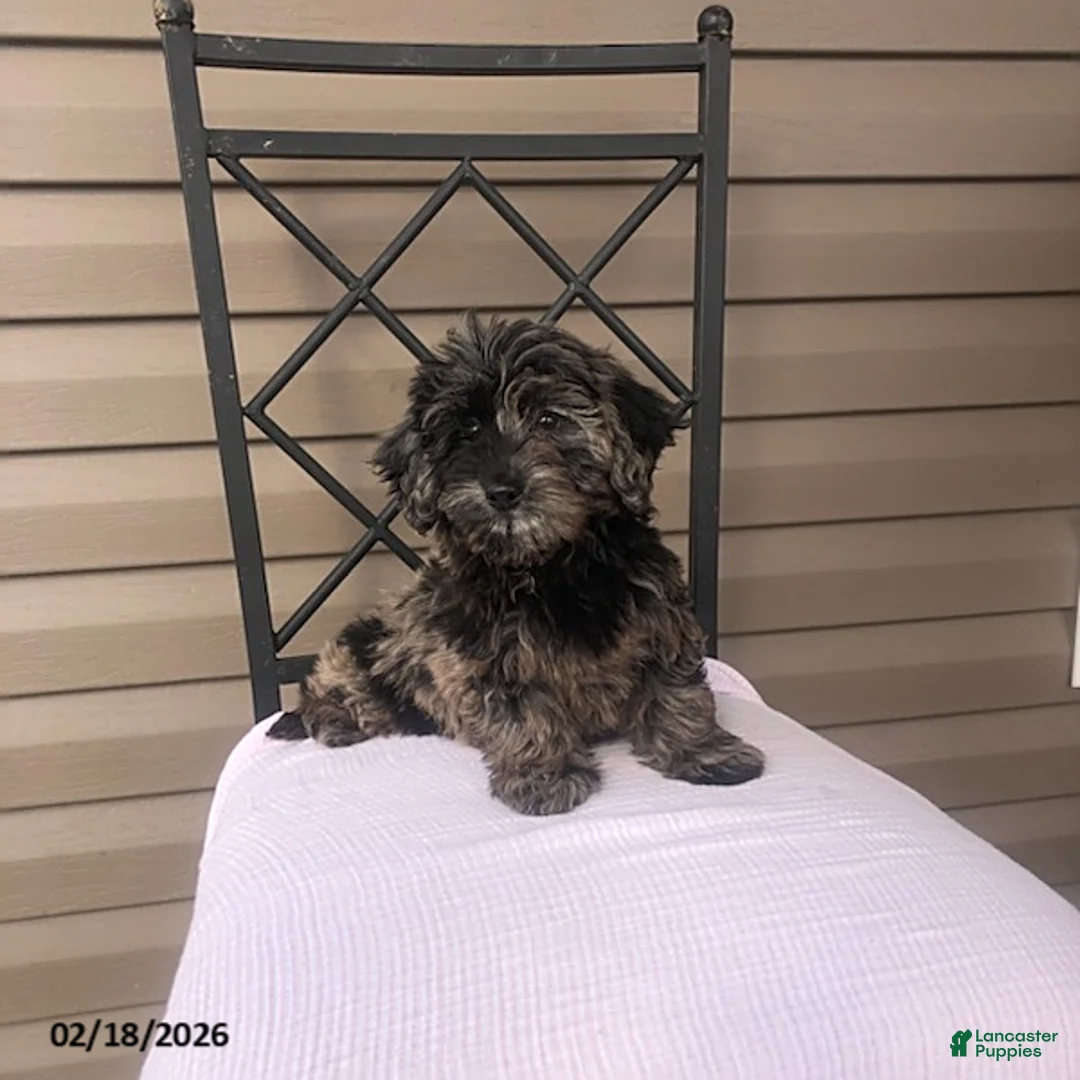 Doxiepoo dogs for sale: Miss Smokey - Ad 5