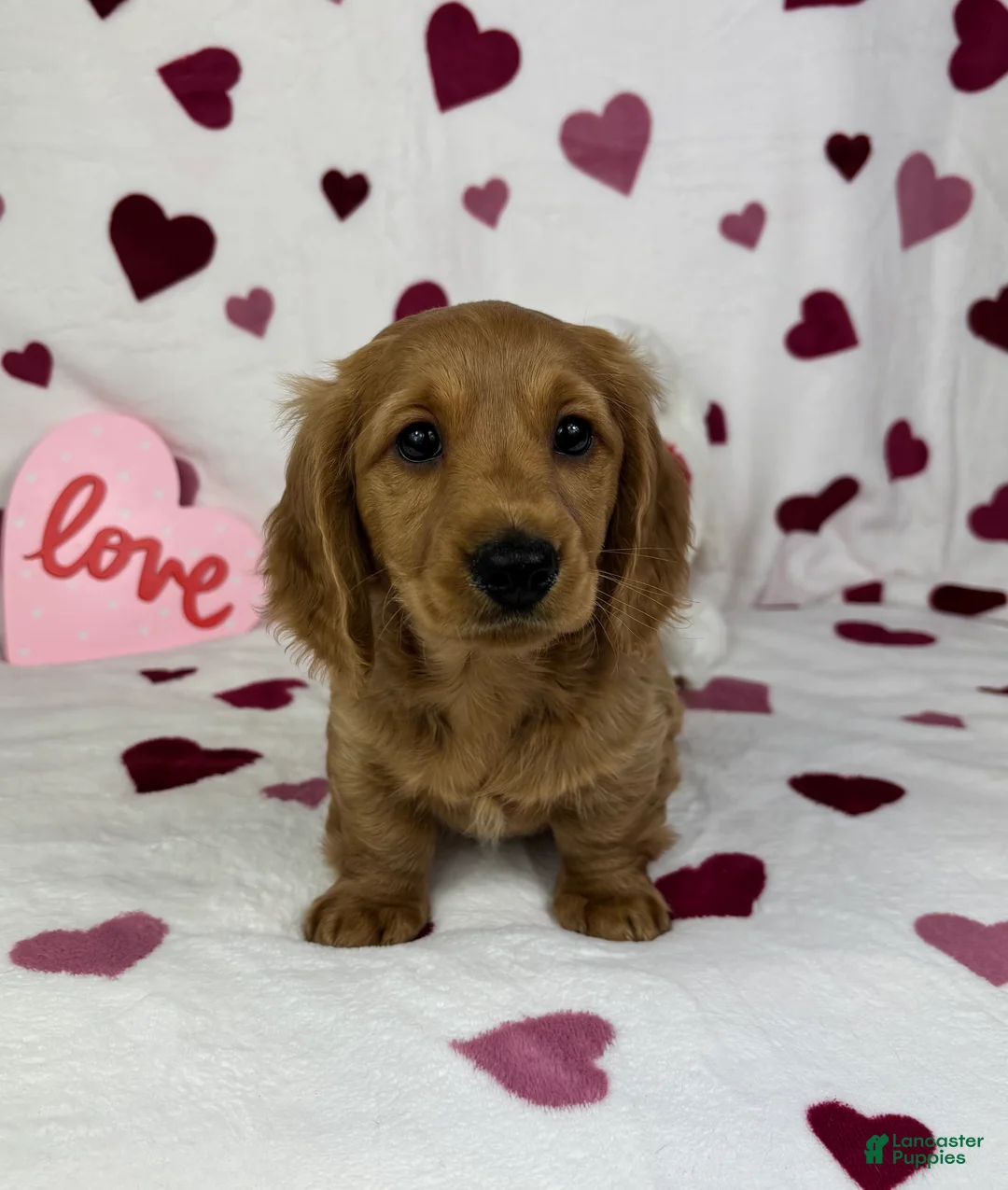 Miniature Dachshund dogs for sale: Delilah  - Ad 6