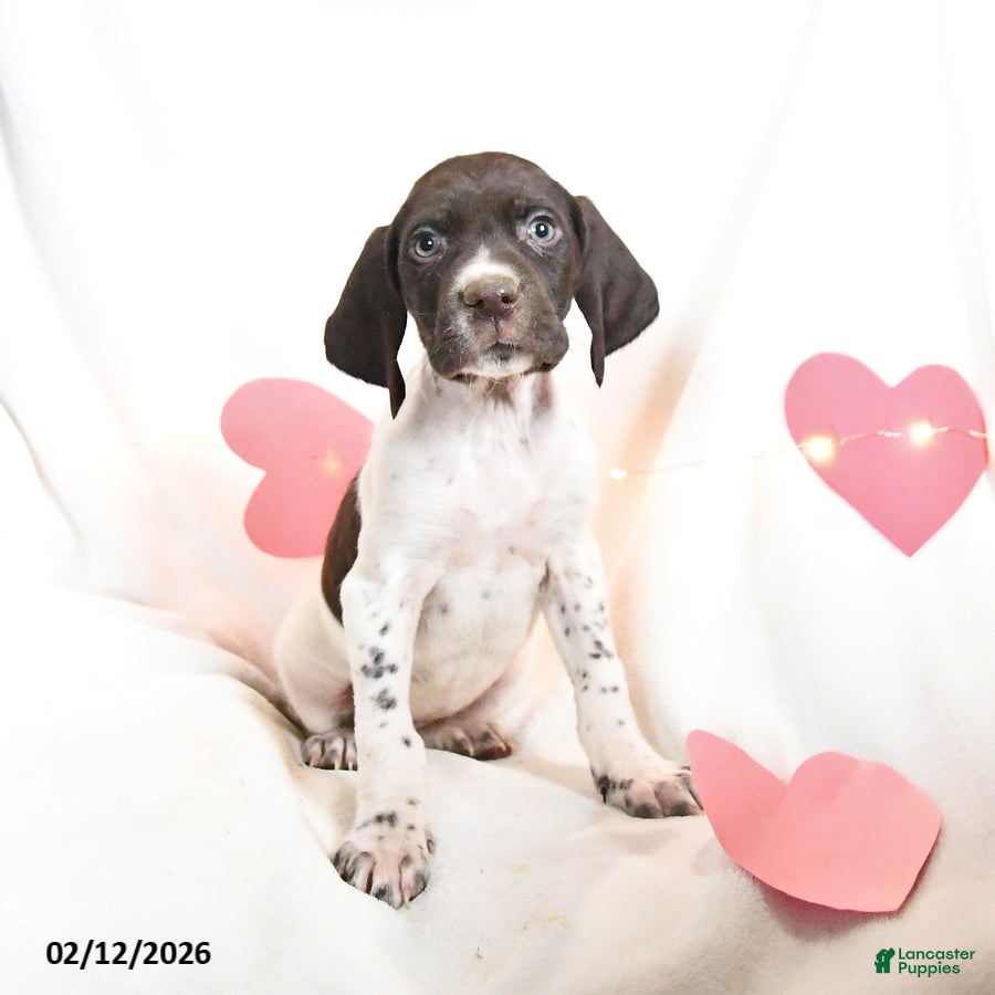 German Shorthaired Pointer dogs Rolo - Ad 4