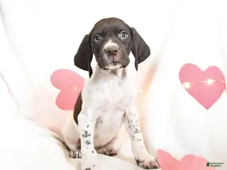 German Shorthaired Pointer dogs Rolo - Ad 4