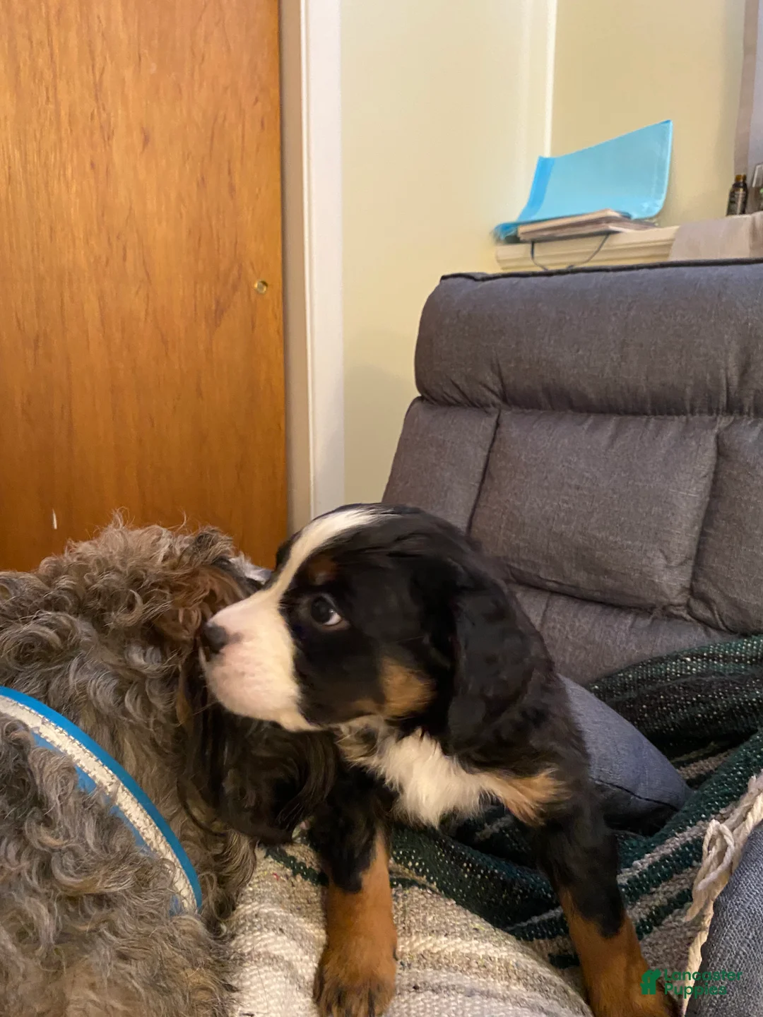 Bernedoodle dogs for sale: Bernedoodle Puppy 4 - Ad 4