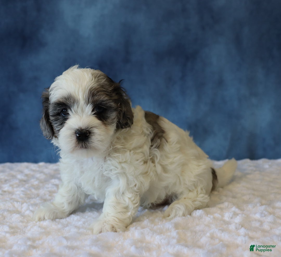 Shihpoo dogs for sale: Polly - Ad 2