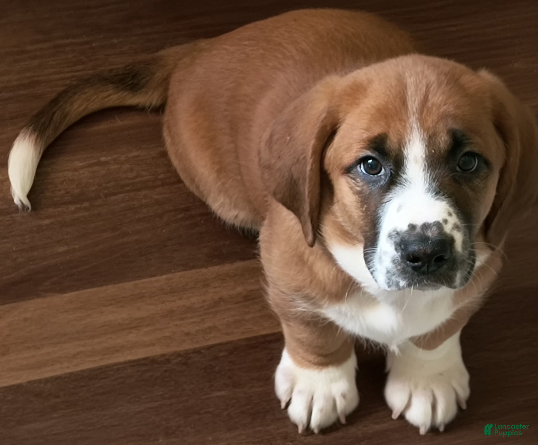 Basset Hound dogs Torin - Ad 31
