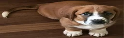 Basset Hound dogs for sale: Torin - Ad 1