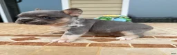 French Bulldog dogs for sale: Bruno - Ad 5