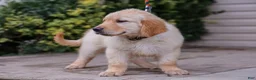 Golden Retriever dogs for sale: Arnette ACA Golden Retriever Pup - Ad 3