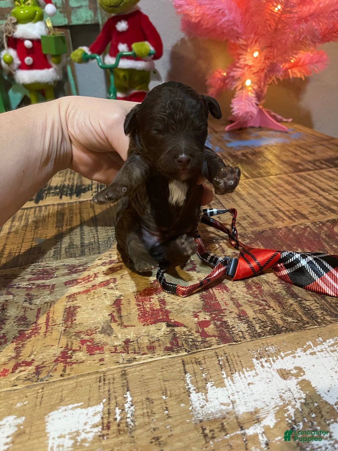 Miniature Poodle dogs for sale: Akc Clear Chocolate Phantom Boy 2 - Ad 4