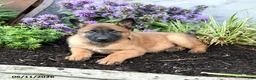 Belgian Malinois dogs for sale: Chief - Ad 4