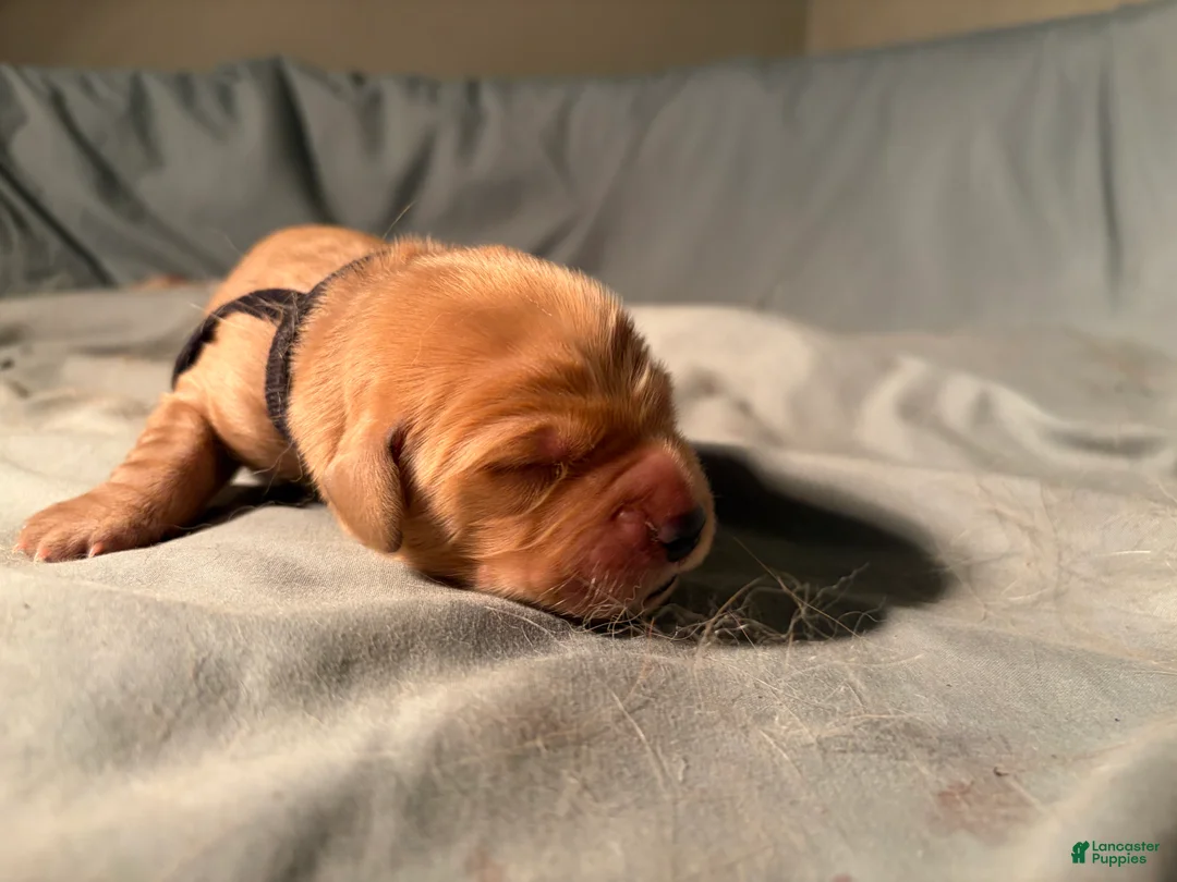 Golden Retriever dogs for sale: Archie - Ad 2