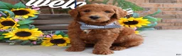 Goldendoodle dogs for sale: Rusty - Ad 6