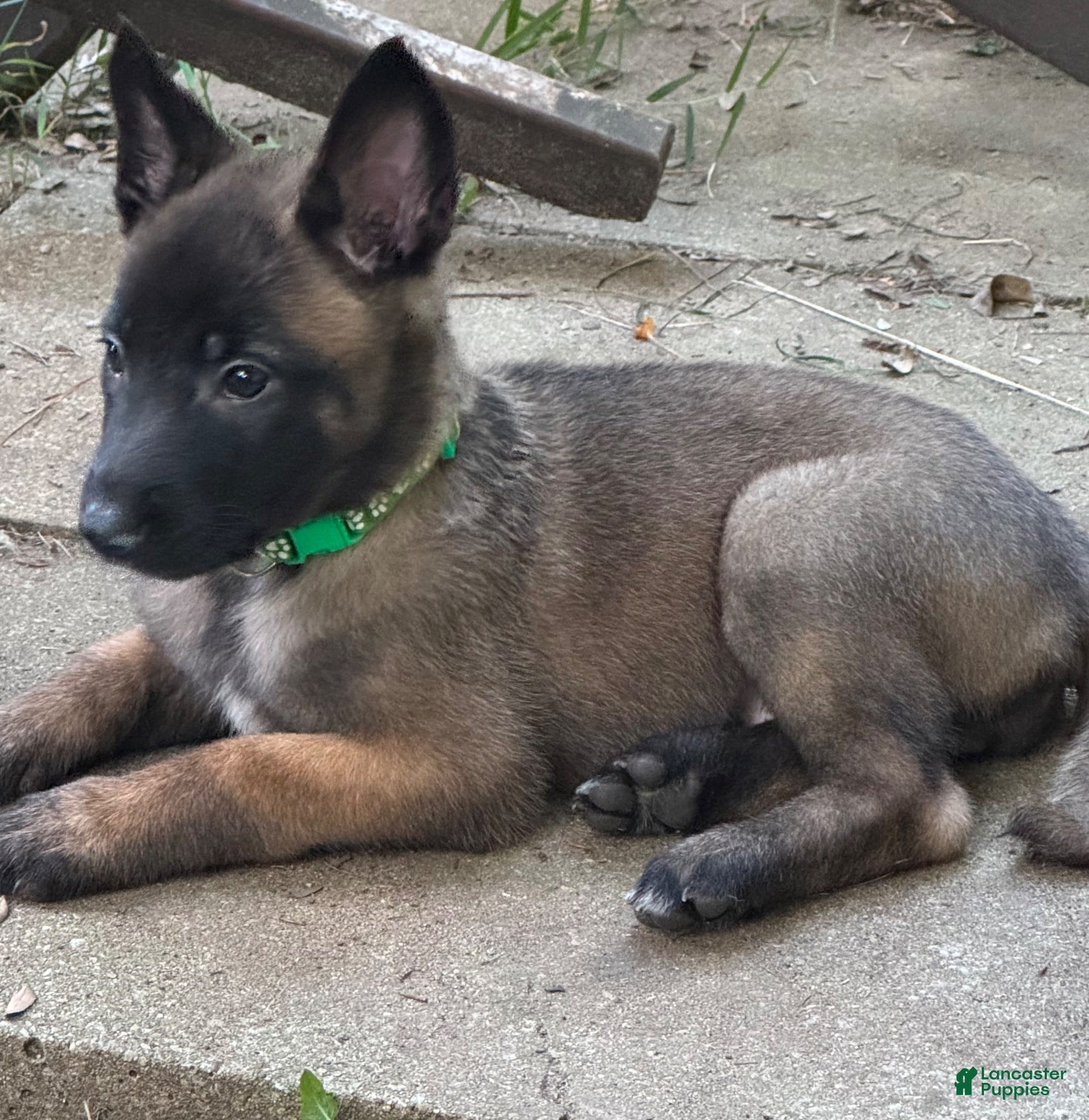 Belgian Malinois dogs Belgian Malinois 1 - Ad 2