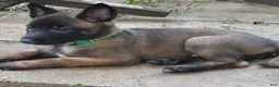 Belgian Malinois dogs for sale: Belgian Malinois 1 - Ad 2