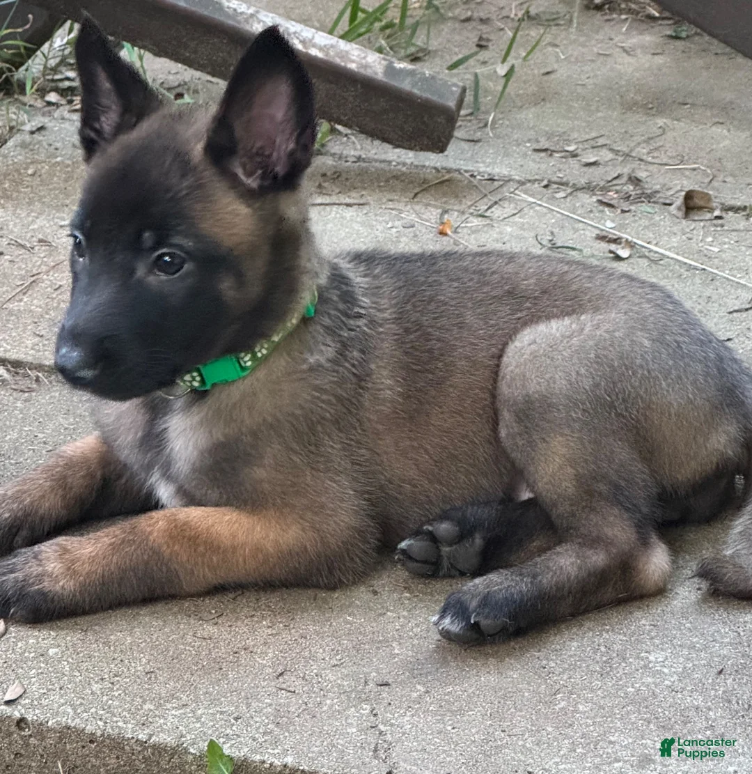 Belgian Malinois dogs for sale: Belgian Malinois 1 - Ad 2