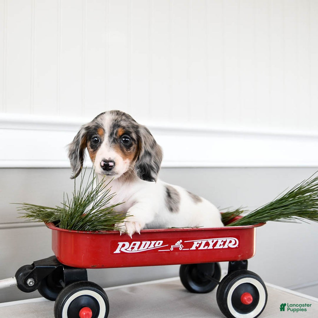 Dachshund dogs for sale: Joelle - Ad 3