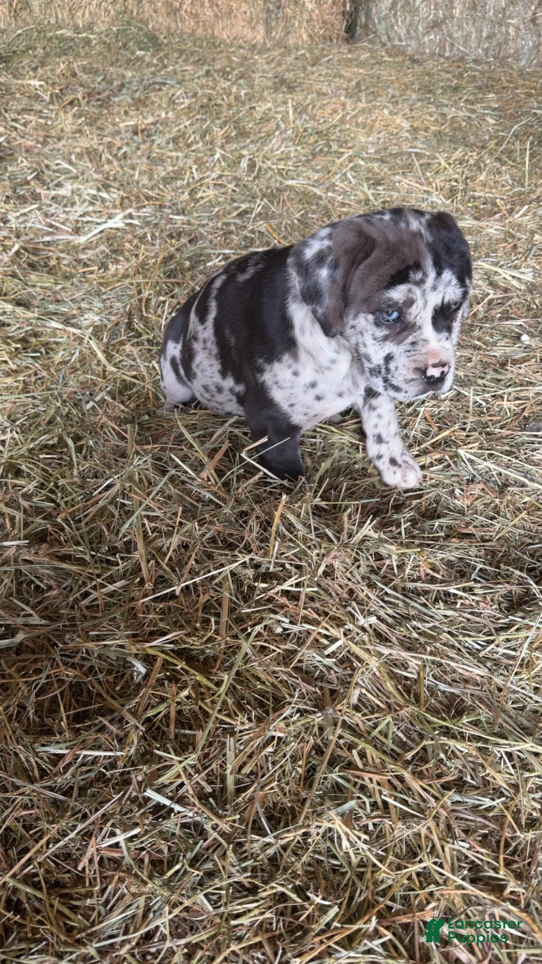 English Mastiff dogs for sale: English Mastiff Puppy 2 - Ad 6